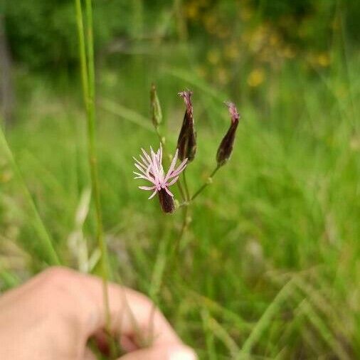 Crupina vulgaris ফুল