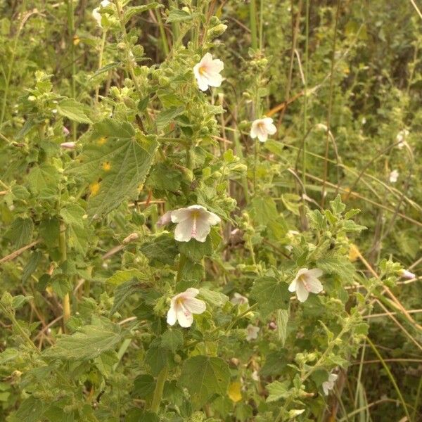 Pavonia columella Cvet