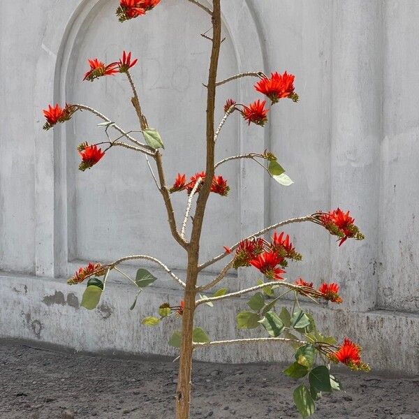 Erythrina variegata Flower