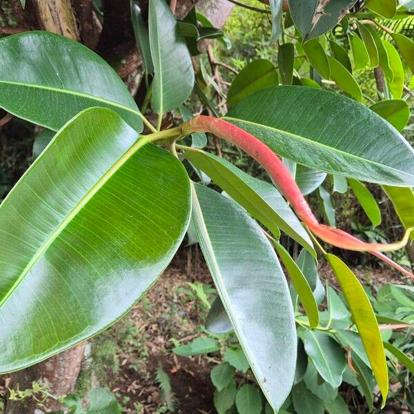 Ficus elastica Ліст