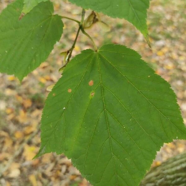 Acer pensylvanicum ᱥᱟᱠᱟᱢ