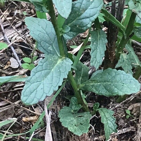 Verbascum blattaria ᱥᱟᱠᱟᱢ