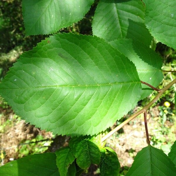 Prunus avium Ліст