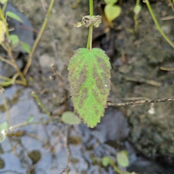 Sida spinosa Feuille