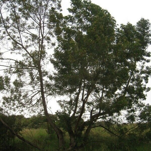 Acacia mearnsii Annet