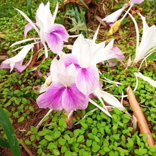 Kaempferia rotunda Flower