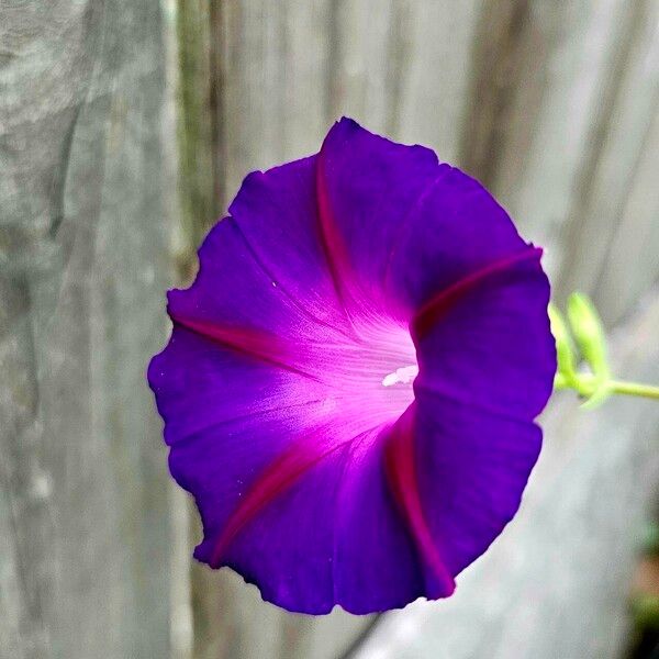 Ipomoea tricolor ফুল