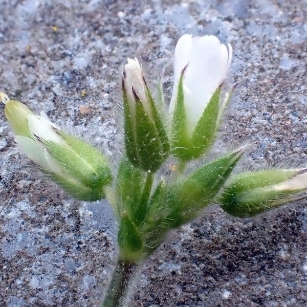 Cerastium glomeratum Цвят