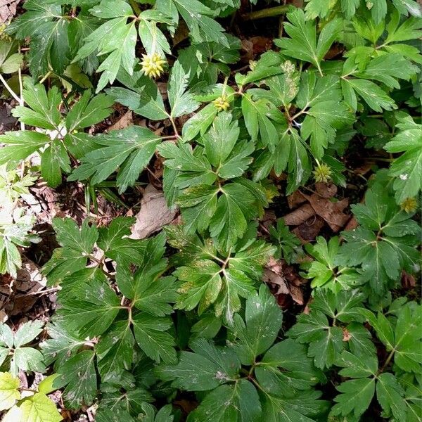 Anemonoides nemorosa Habit