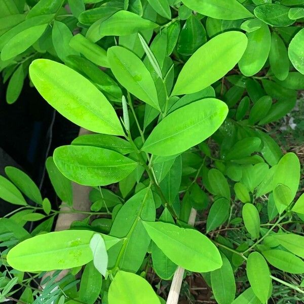 Erythroxylum coca Lehti