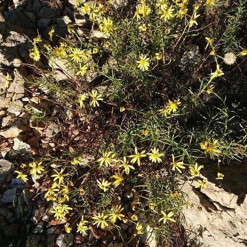 Senecio inaequidens फूल