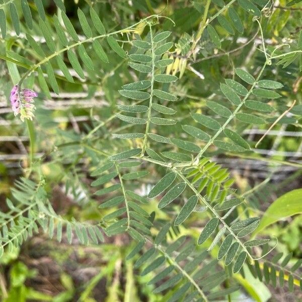 Vicia cracca पत्ता