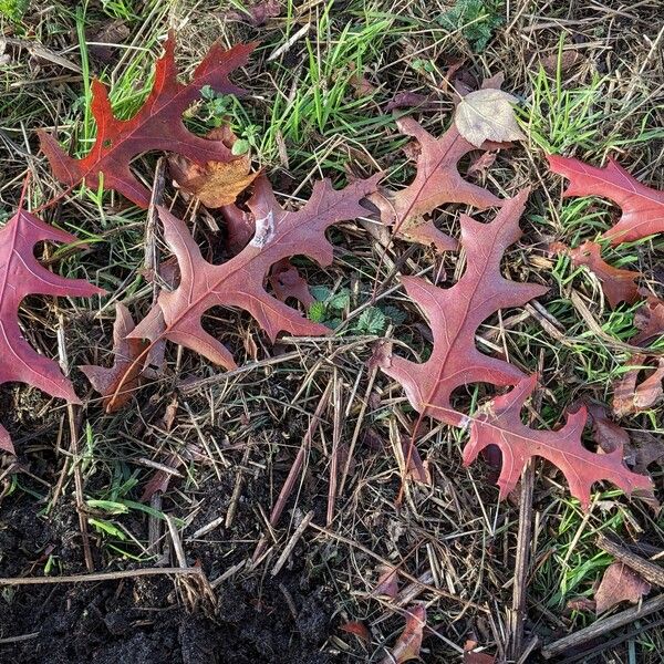 Quercus coccinea Leaf