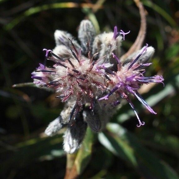 Saussurea alpina Kwiat