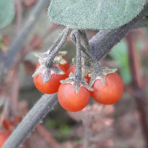 Solanum villosum Frukt