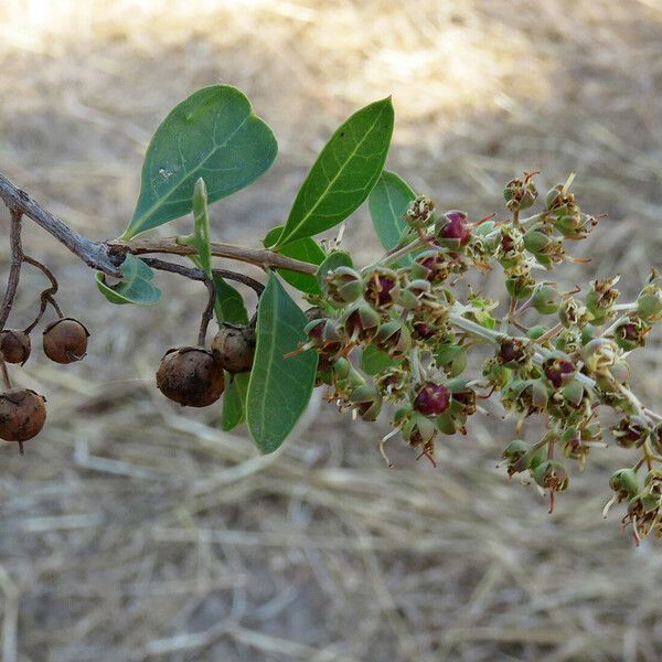 Lawsonia inermis Fruit