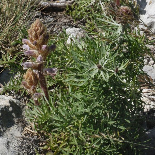 Centaurea corymbosa Habit