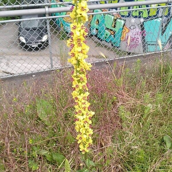 Verbascum nigrum പുഷ്പം