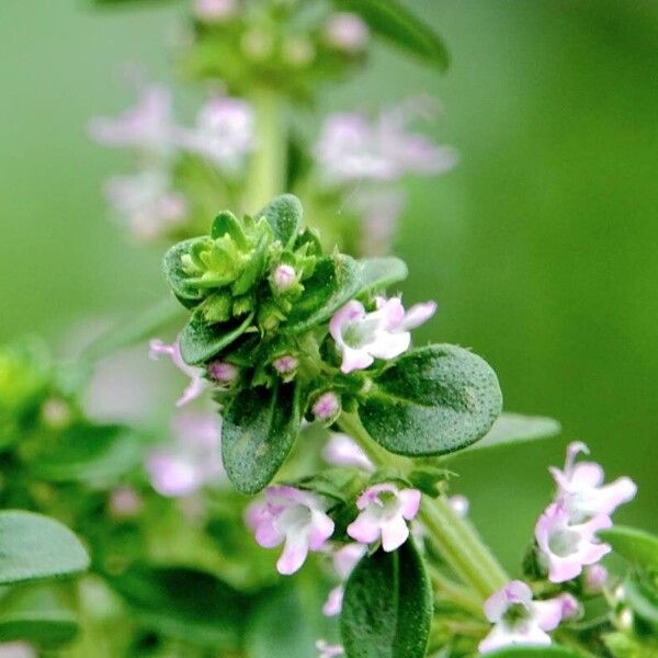 Thymus pulegioides Other