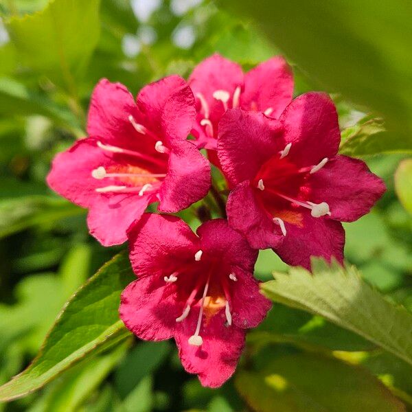 Weigela hortensis Кветка