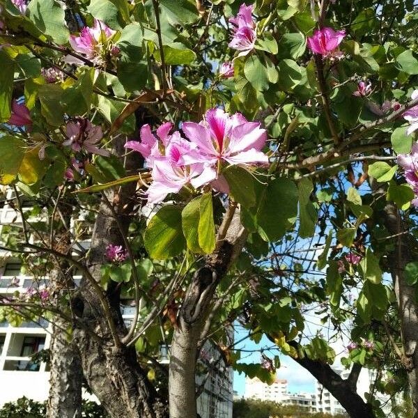 Bauhinia variegata Habitus