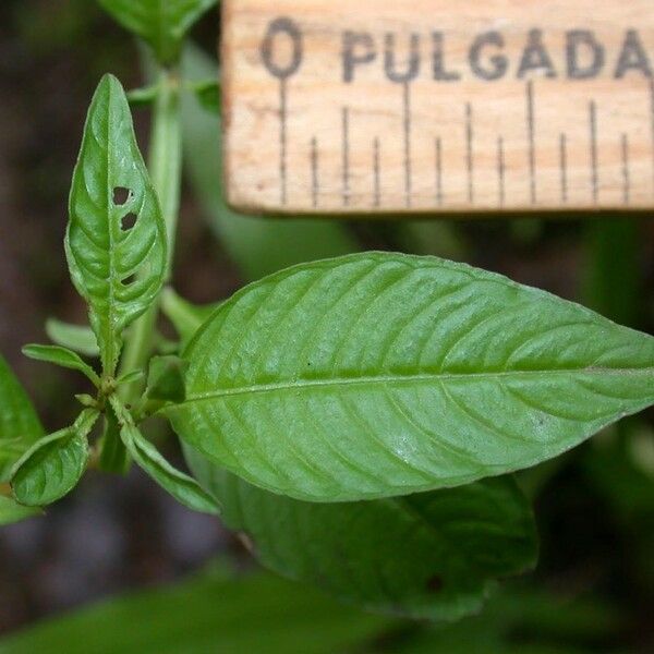Ludwigia affinis Leaf