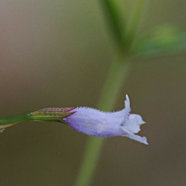 Clinopodium arkansanum Kukka