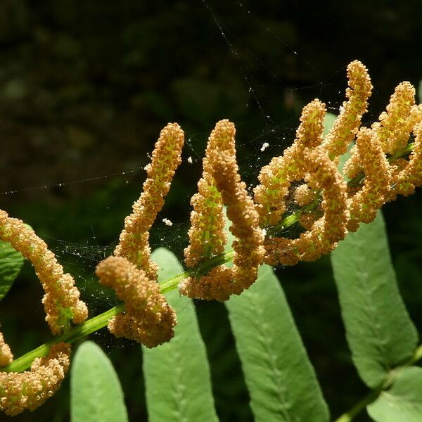 Osmunda regalis Fruit