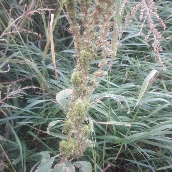 Amaranthus retroflexus Flower