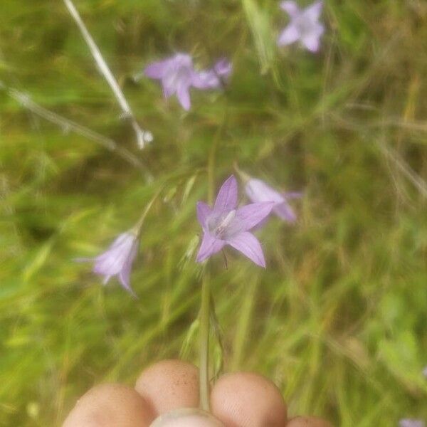 Campanula rapunculus Flower