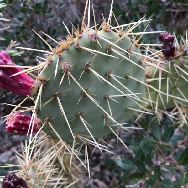 Opuntia littoralis List