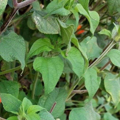 Tithonia rotundifolia Deilen