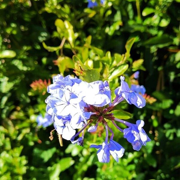 Plumbago auriculata Blodyn