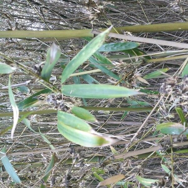 Phyllostachys aurea पत्ता