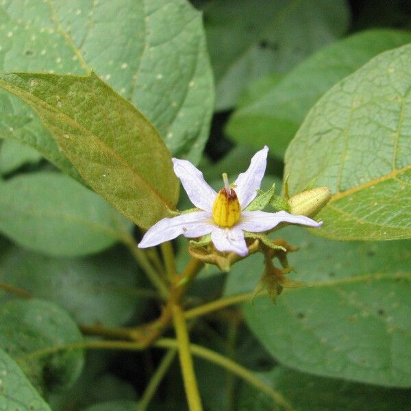 Solanum erythrotrichum