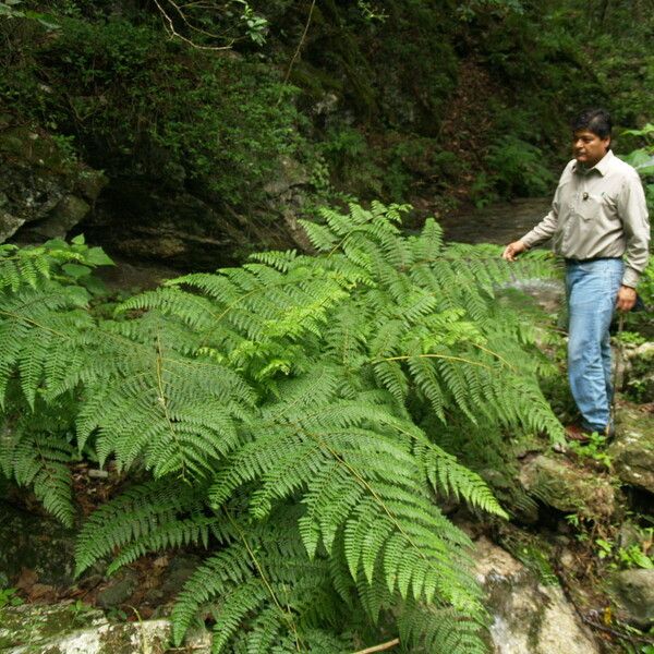 Dennstaedtia globulifera (Southern hayscented fern)