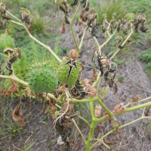 Datura stramonium Fruit