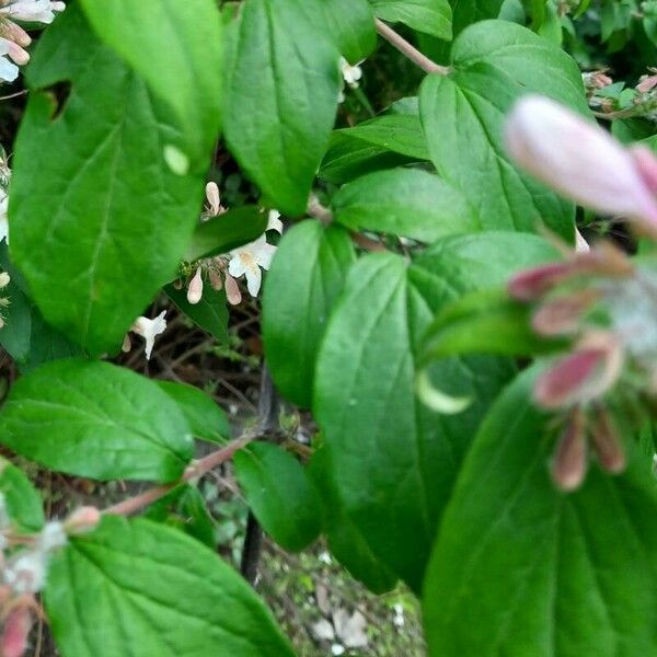 Kolkwitzia amabilis Leaf