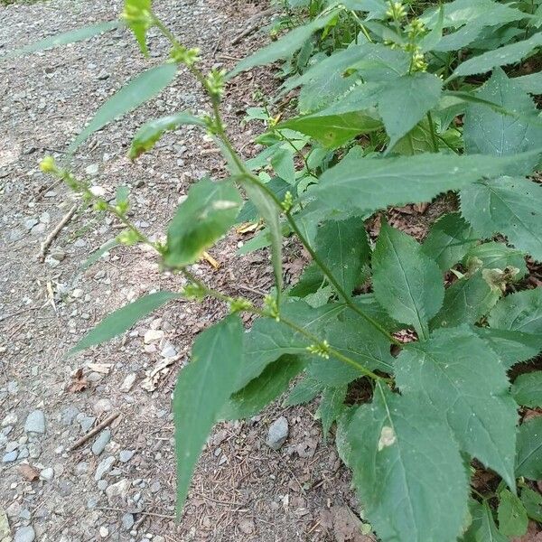 Solidago flexicaulis Цветок