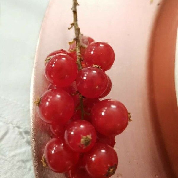 Ribes rubrum 果実