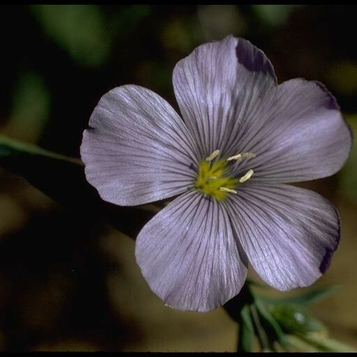 Linum lewisii Fiore