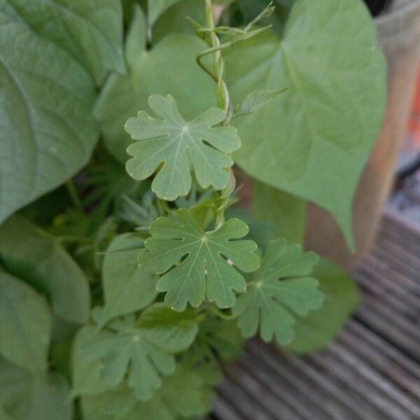 Tropaeolum peregrinum पत्ता