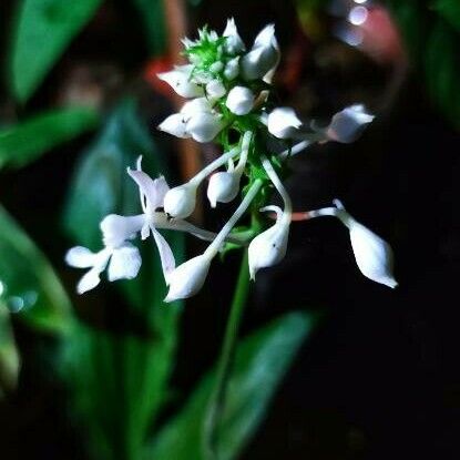 Calanthe triplicata Květ