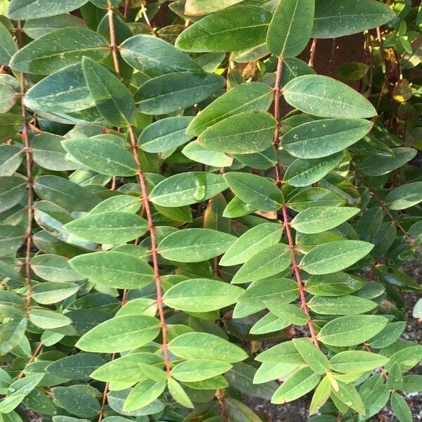 Hypericum calycinum Fuelha