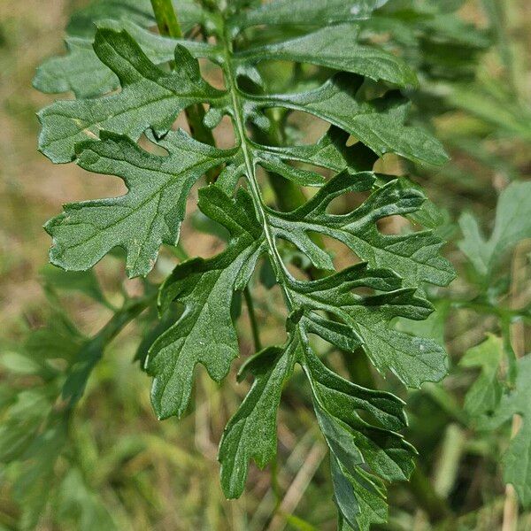 Jacobaea erucifolia Hoja