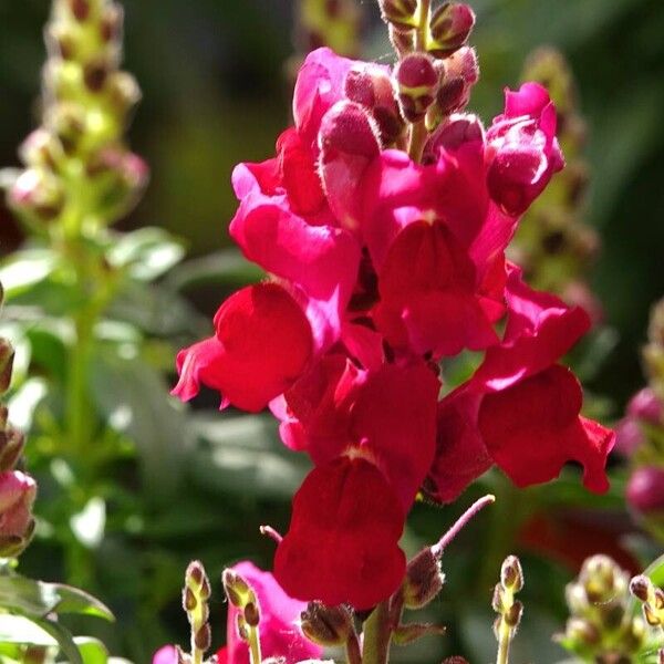 Antirrhinum majus Цвят