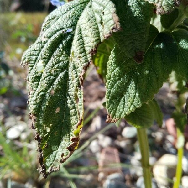 Salvia hispanica Leaf