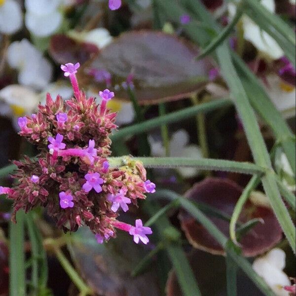 Verbena bonariensis Outro