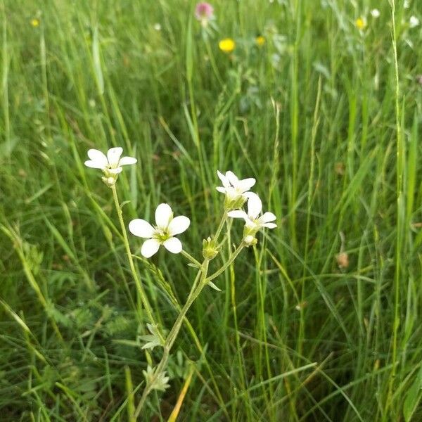 Saxifraga granulata Flor