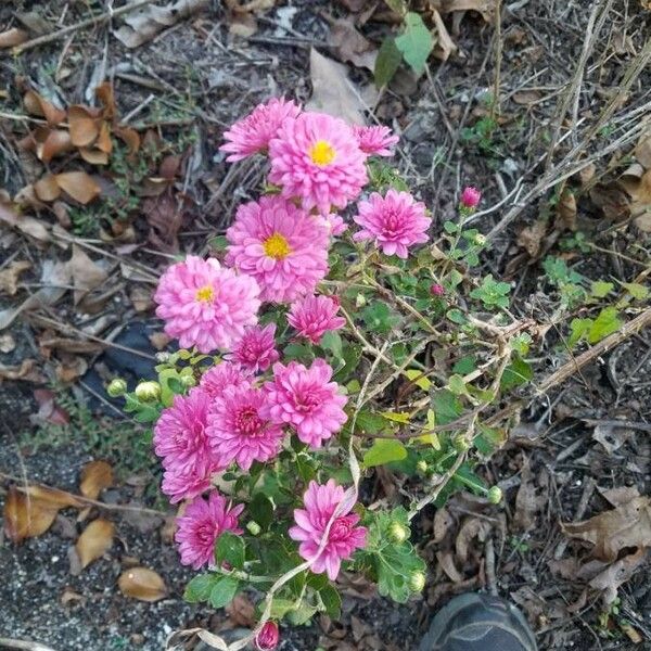 Callistephus chinensis Flor